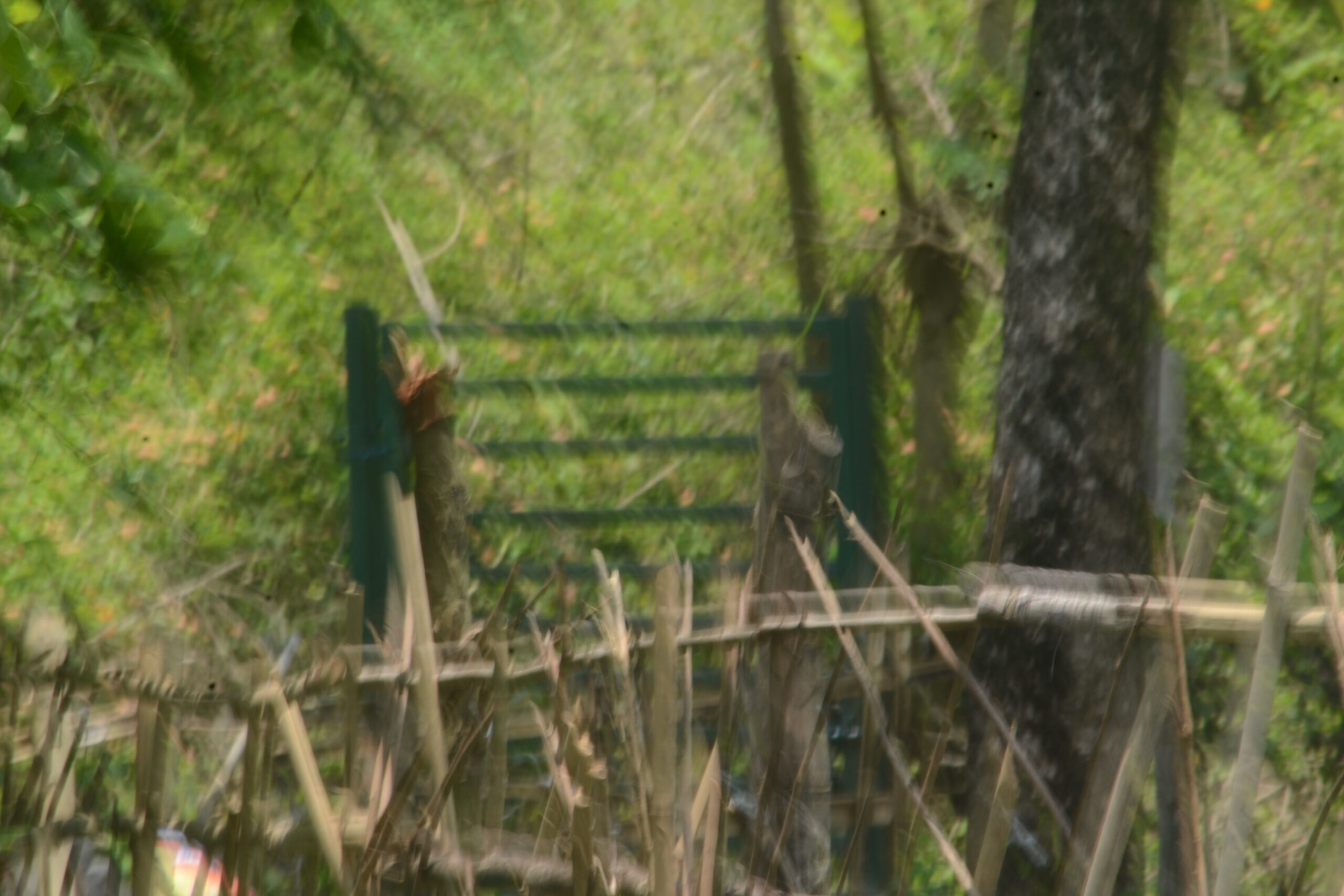 Forest Fire — An Intern’s Experience